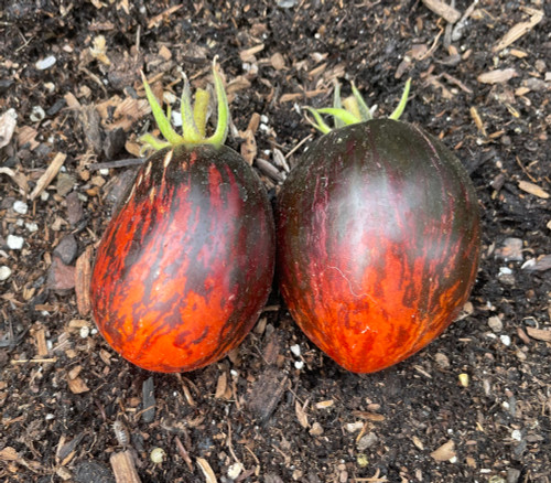 Gargamel Tomato - Seeds Seeds