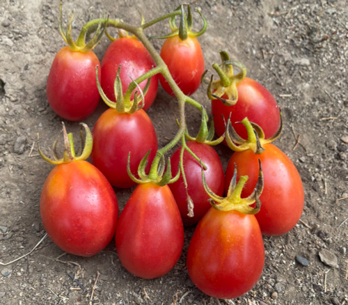 Raspberry Colored Sugarplum Tomato Seeds Raspberry Colored Sugarplum Tomato Seeds