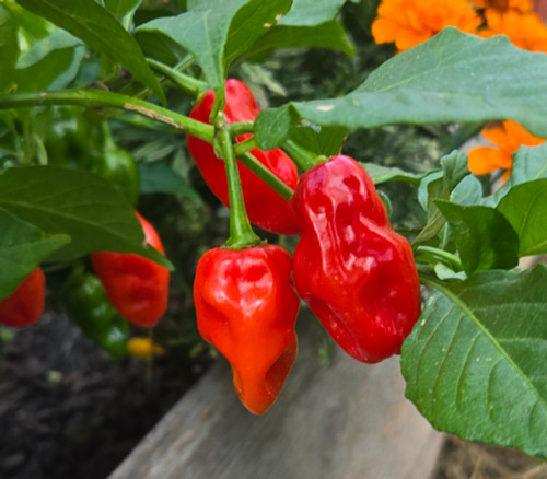 Aji Dulce Long Pepper Seeds