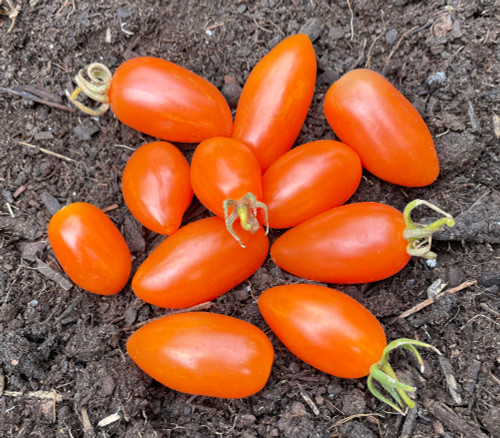 Creamsicle Grape Tomato Seeds