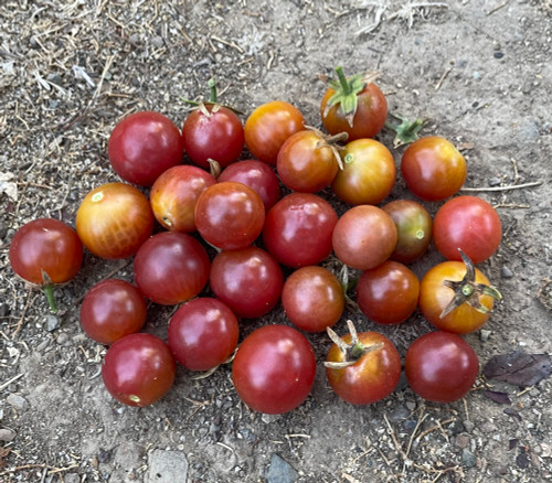 Rosella Tomato Seeds Rosella Tomato Seeds