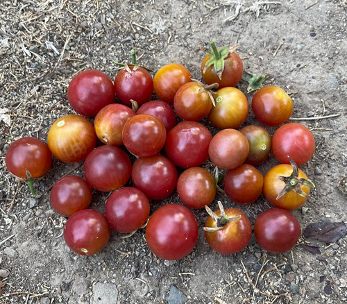 Rosella Tomato Seeds