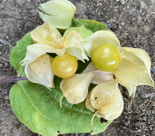 Physalis grisea - Quebec Ground Cherry