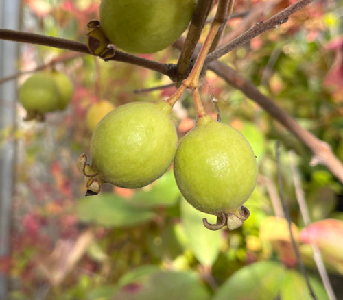 Psidium firmum - Araca do Campo Seeds Psidium firmum - Araca do Campo Seeds