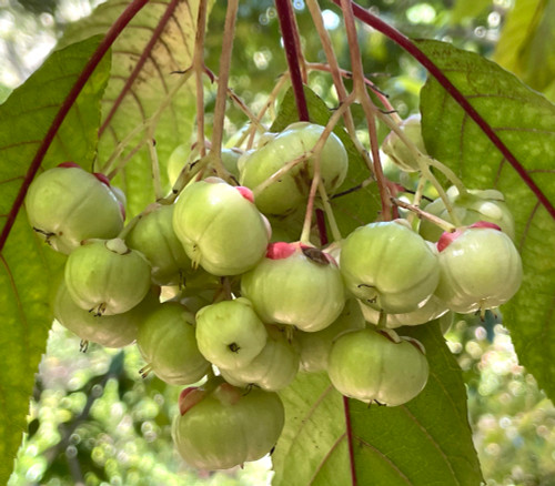 Saurauia angustifolia - Saurauia Seeds Saurauia angustifolia - Saurauia Seeds