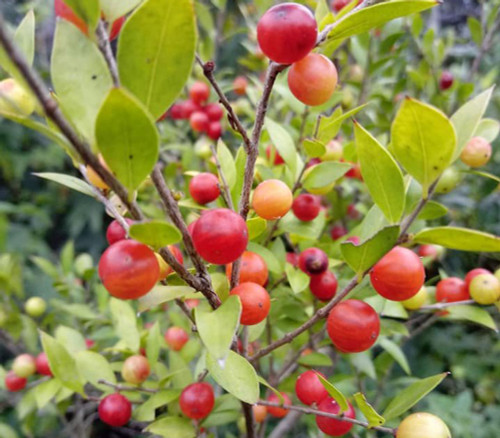 Myrciaria cuspidata - Camboim Seeds Myrciaria cuspidata - Camboim Seeds