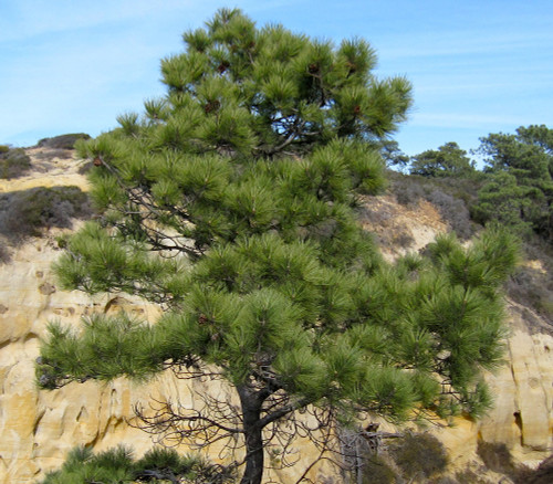 Pinus torreyana - Torrey Pine Seeds Pinus torreyana - Torrey Pine Seeds