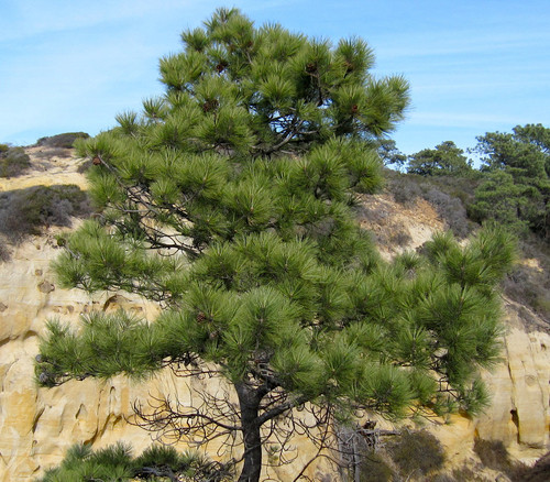 Pinus torreyana - Torrey Pine Seeds
