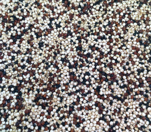Rainbow Quinoa Seeds