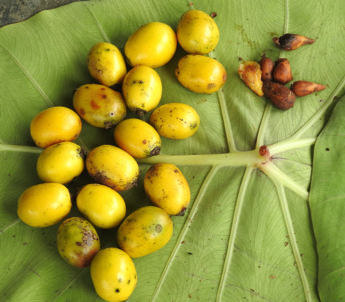 Gmelina arborea - Gmelina Seeds