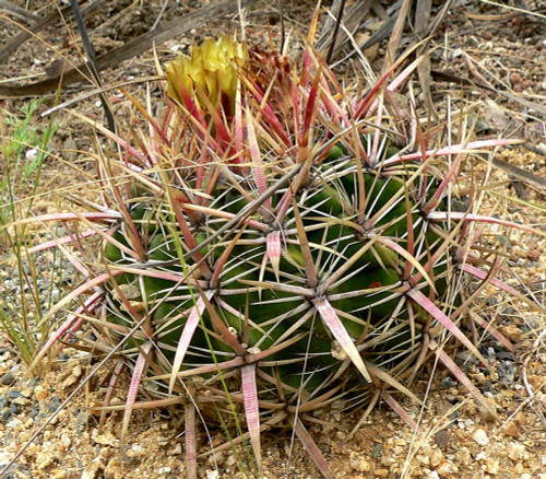 Ferocactus viridescens - San Diego Barrel Cactus Seeds Ferocactus viridescens - San Diego Barrel Cactus Seeds