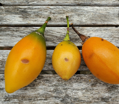 Cyphomandra uniloba - Bolivian Tree Tomato Seeds Cyphomandra uniloba - Bolivian Tree Tomato Seeds