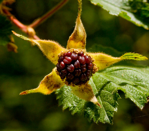 Rubus neomexicanus - New Mexico Raspberry Seeds