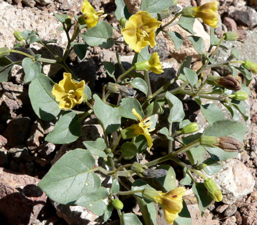 Physalis crassifolia - Thick Leaf Ground Cherry Seeds