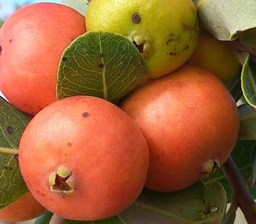 Psidium sp Laranja - Laranja Guava