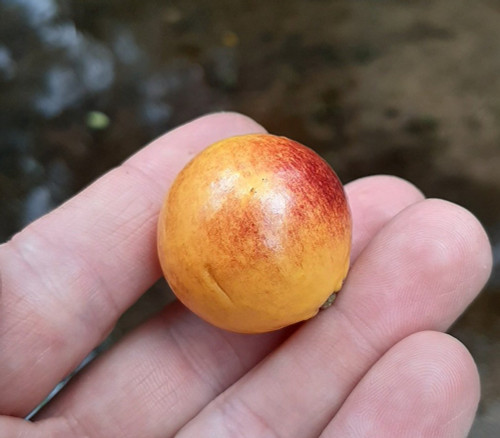 Pouteria durlandii - Durland's Pouteria Seeds Pouteria durlandii - Durland's Pouteria Seeds