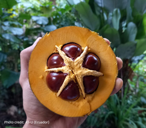 Pouteria sp. de Maco - Maco Lucuma Seeds