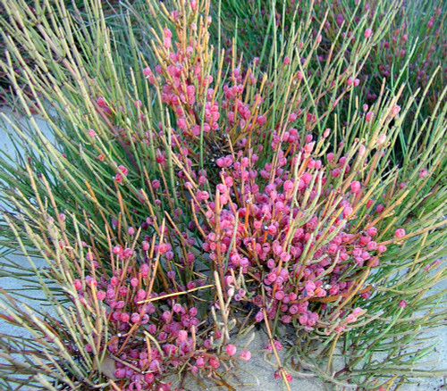 Ephedra fragilis - Joint Pine Seeds