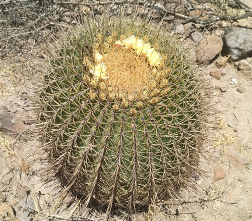 Ferocactus histrix - Candy Barrel Cactus Seeds