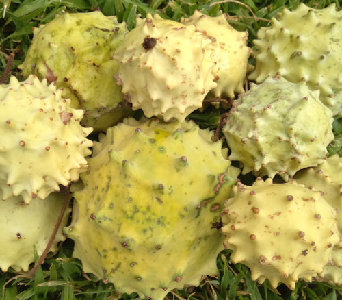 Acanthosicyos naudinianus - Gemsbok Melon Seeds