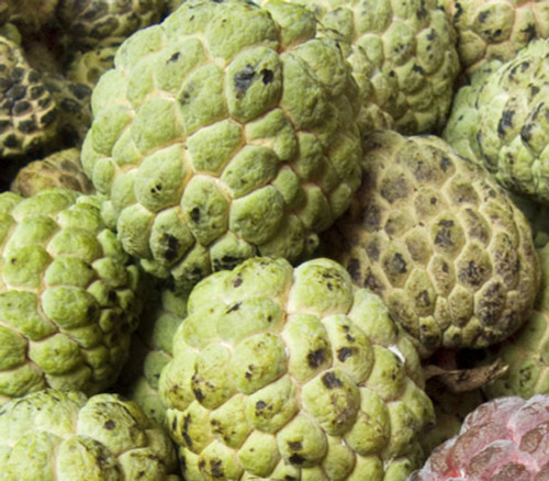 Annona squamosa - Na Dai Sugar Apple Seeds Annona squamosa - Na Dai Sugar Apple Seeds