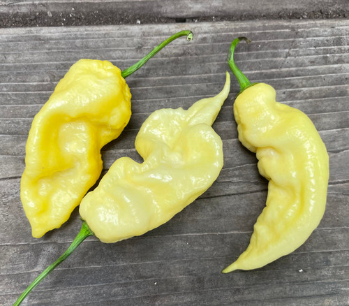White Knight Pepper Seeds