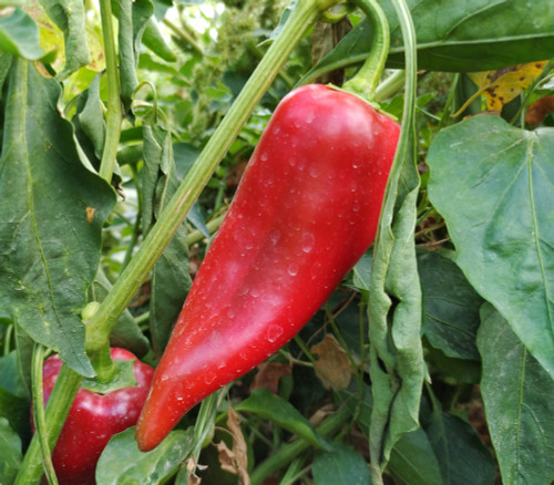 Mosco Pepper Seeds Mosco Pepper Seeds