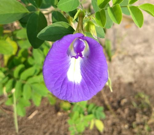 Clitoria ternatea - Purple Butterfly Flower