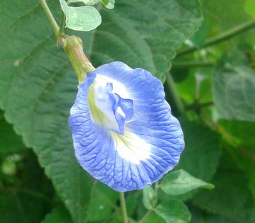 Clitoria ternatea - Sky Blue Butterfly Flower Seeds Clitoria ternatea - Sky Blue Butterfly Flower Seeds