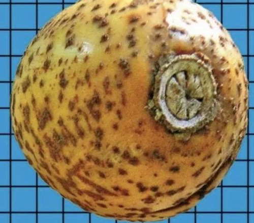 Pouteria butyrocarpa - Butter Sapote Seeds