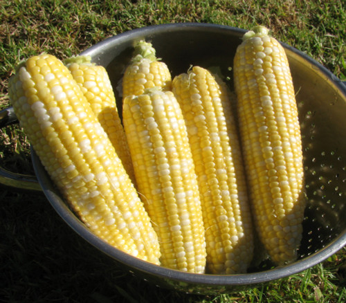 Peaches and Cream Corn Seeds