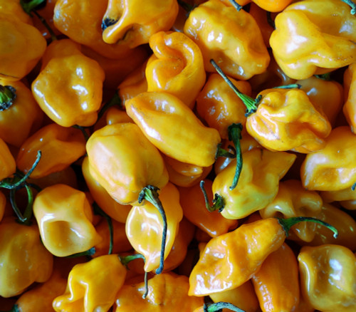 Habanero Sweet Yellow Pepper Seeds Habanero Sweet Yellow Pepper Seeds