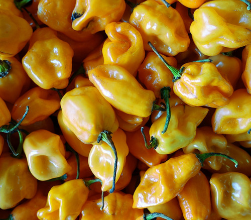 Habanero Sweet Yellow Pepper Seeds