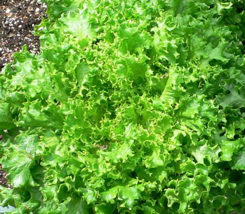 Tango Lettuce Seeds Tango Lettuce Seeds