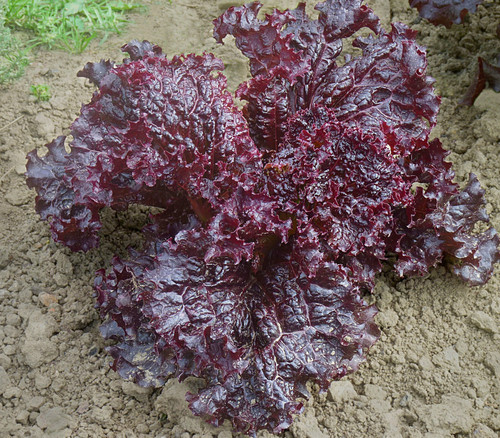 Merlot Lettuce Seeds