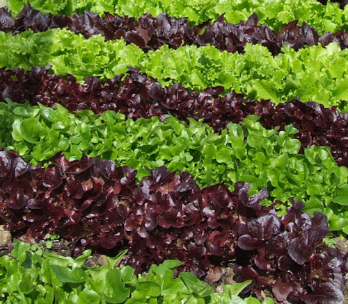 Warm Climate Mix Lettuce - Seeds Seeds