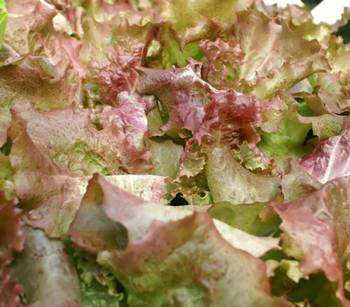 Red Sails Lettuce Seeds Red Sails Lettuce Seeds
