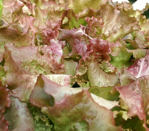Red Sails Lettuce Seeds