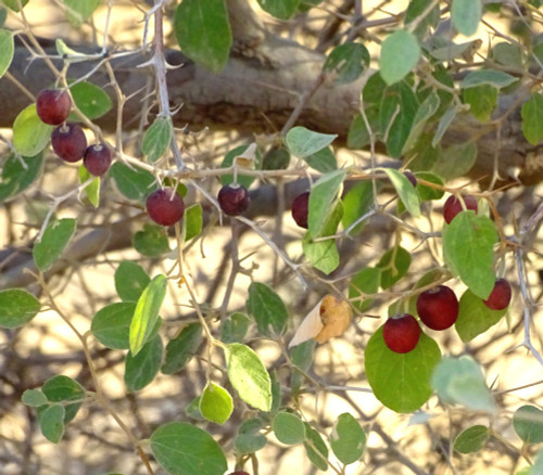 Ziziphus nummularia - Wild Jujube Seeds Ziziphus nummularia - Wild Jujube Seeds