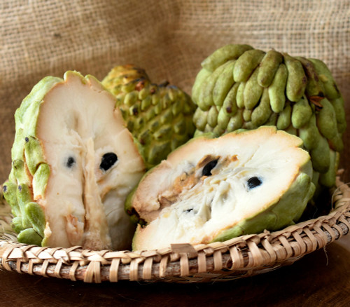 Annona cherimola x squamosa - Tim Atemoya Seeds