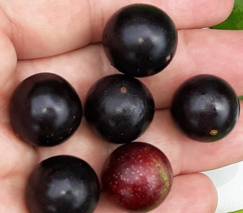 Myrciaria pilosa - Cambuca do Sertao Seeds