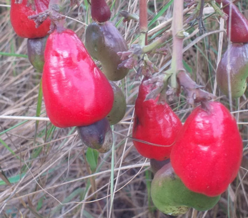 Anacardium humile - Dwarf Cashew Nut