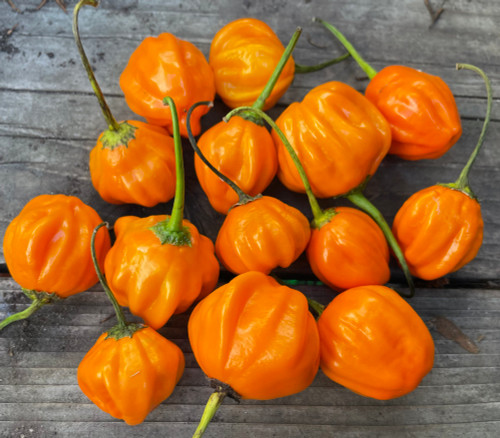 Aji Dulce Orange Pepper Seeds Aji Dulce Orange Pepper Seeds