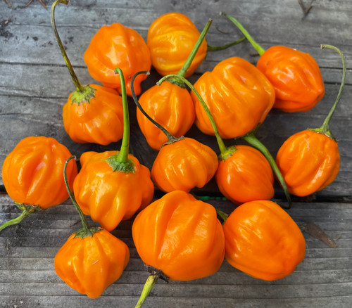 Aji Dulce Orange Pepper Seeds