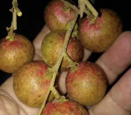Dimocarpus longana - Red Longan Seeds Dimocarpus longana - Red Longan Seeds