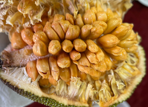 Artocarpus heterophyllus x integer - Sri Gading Chempejack Seeds Artocarpus heterophyllus x integer - Sri Gading Chempejack Seeds