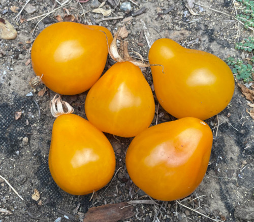 Japanese Trifele Tomato, Yellow Seeds