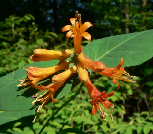 Lonicera ciliosa - Orange Trumpet Honeysuckle Seeds