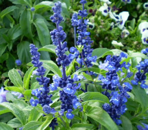 Salvia farinacea - Mealycup Blue Sage Seeds