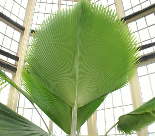 Pritchardia pacifica - Fiji Fan Palm Seeds